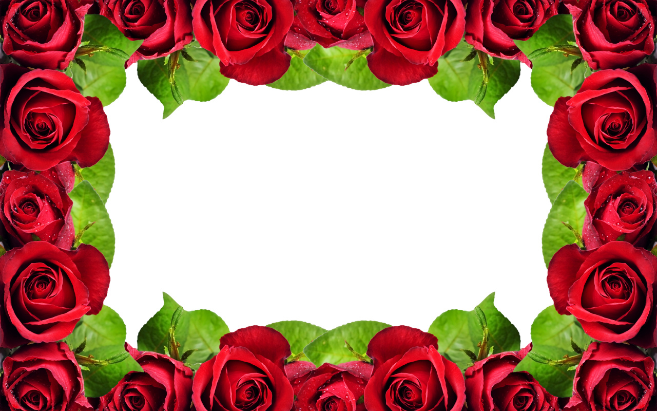 Рамка из красных роз на белом фоне