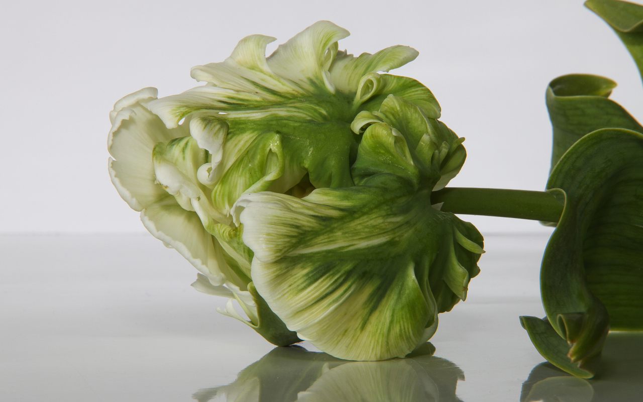 Зеленый с белым тюльпан крупным планом