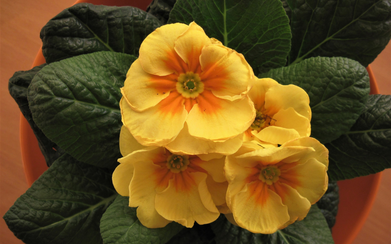 Комнатный цветок примула с желтыми цветами 