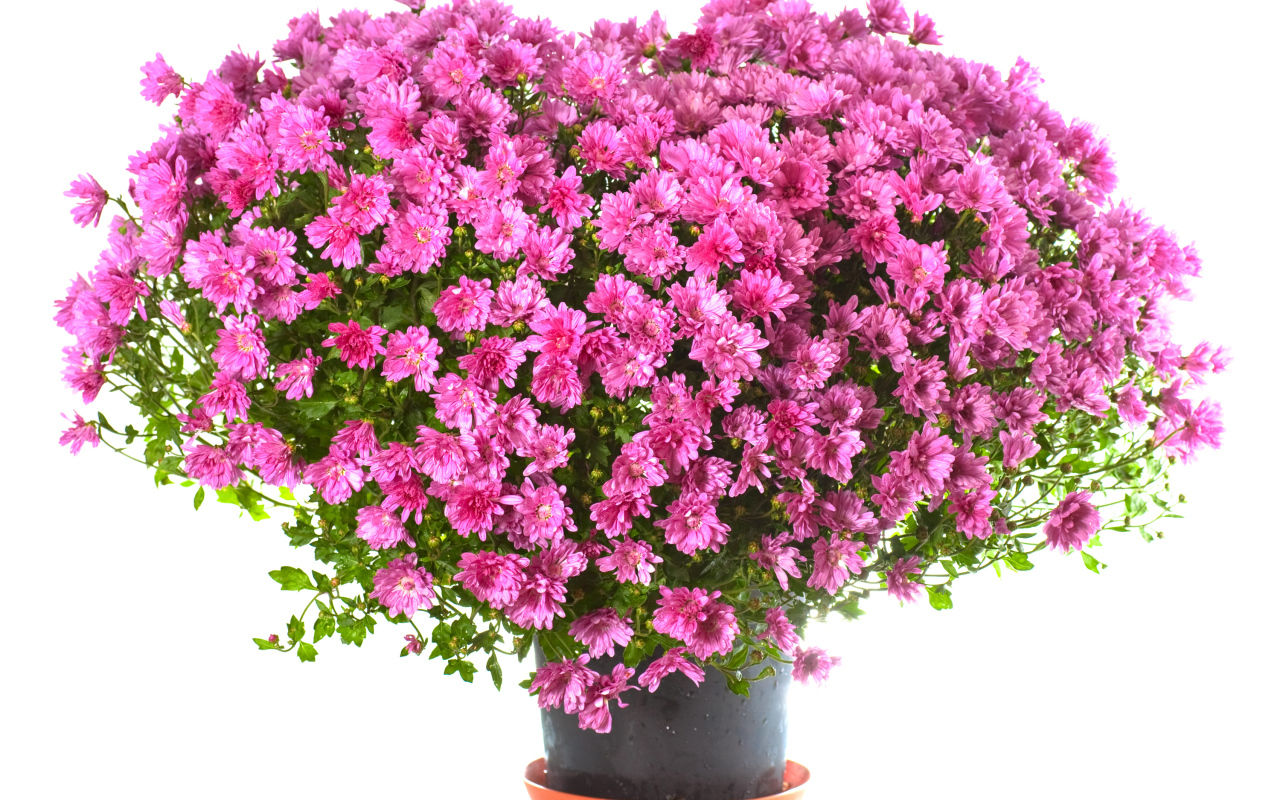 Большой букет розовых хризантем в горшке на белом фоне