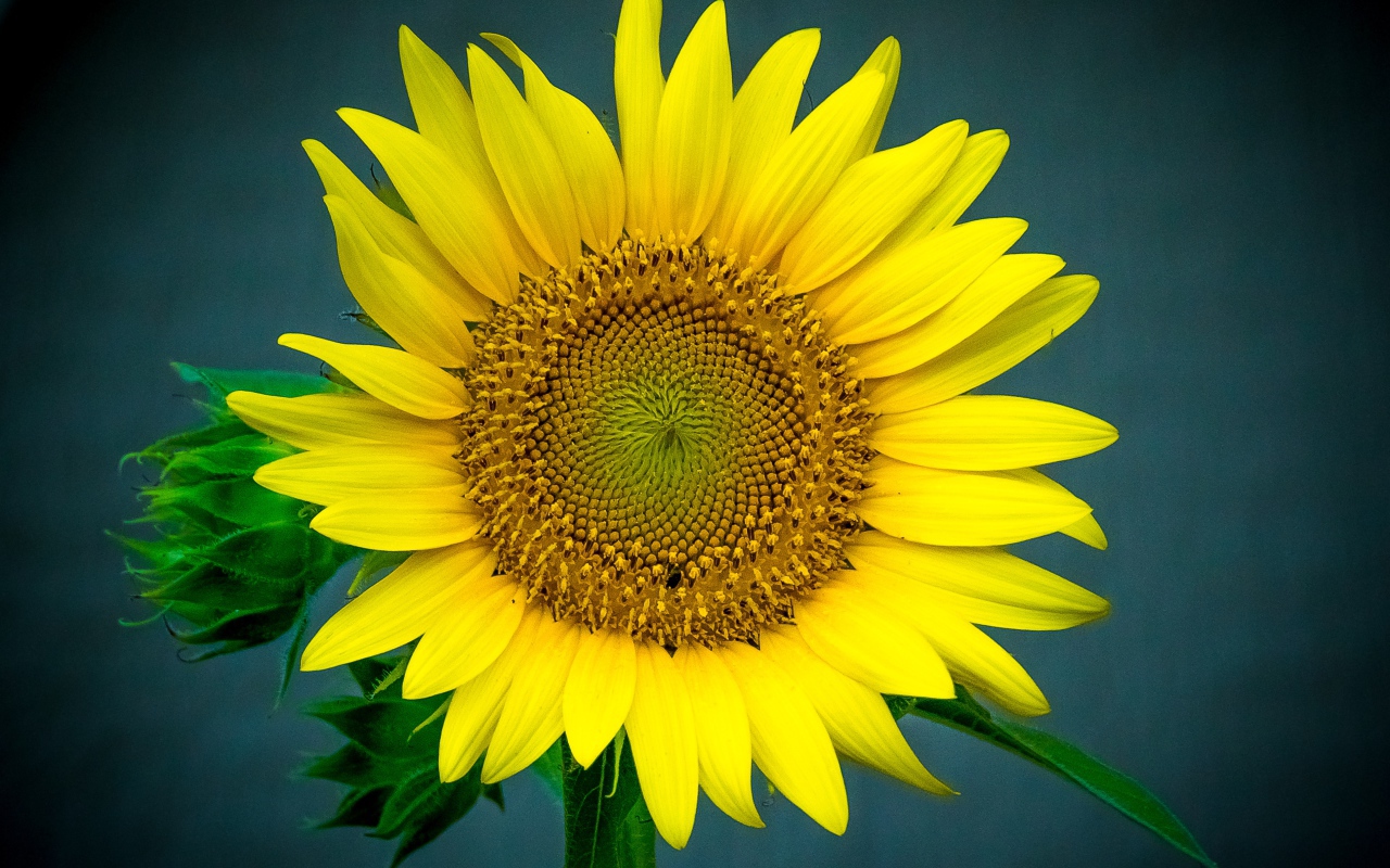 Большой цветок подсолнуха крупным планом