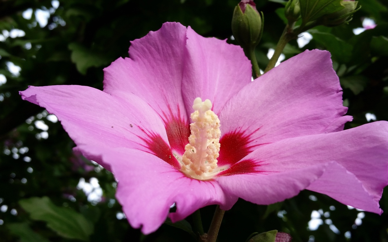 Большой розовый цветок гибискуса с бутоном