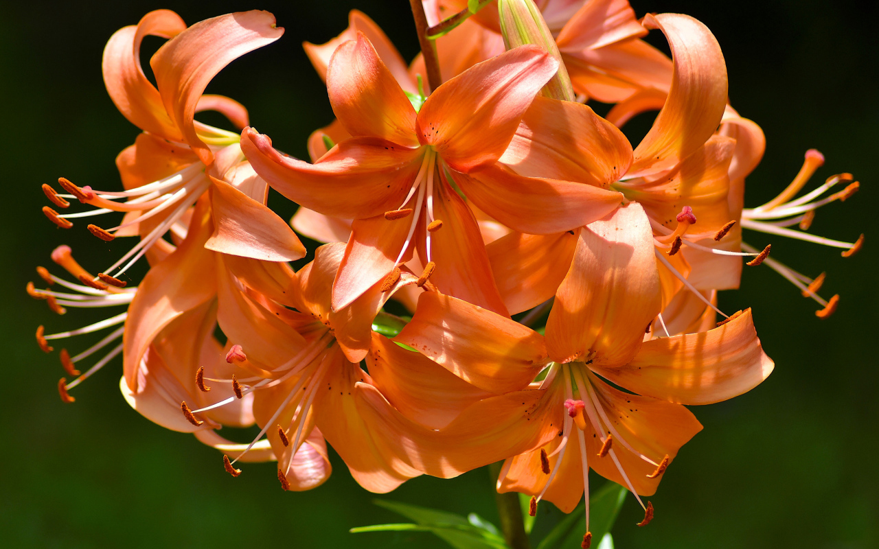 Много красивых оранжевых лилий в лучах солнца