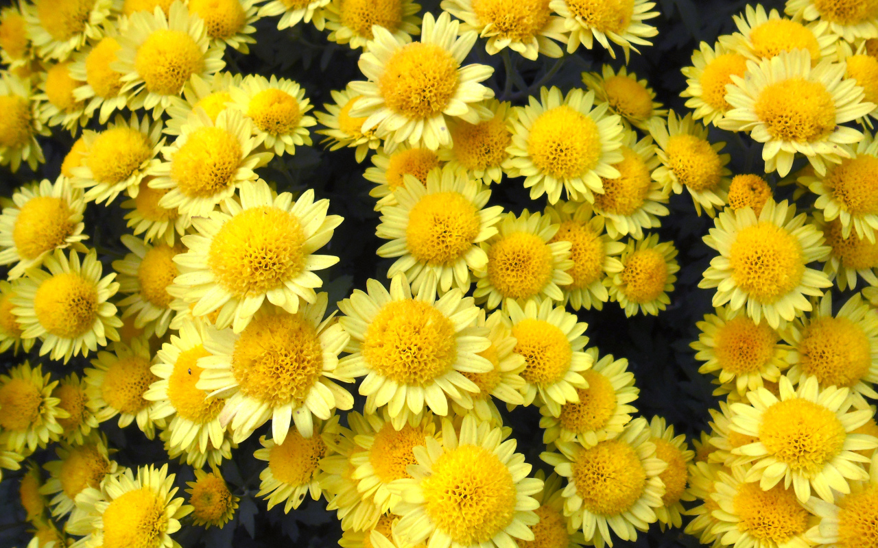 Много красивых желтых хризантем крупным планом
