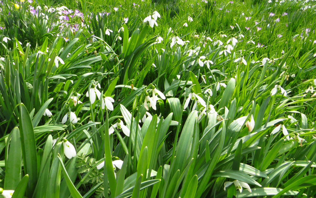 Много белых подснежников с зелеными листьями
