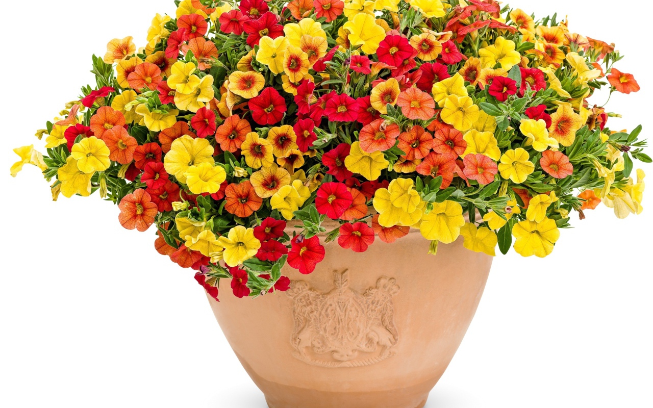 Разноцветные цветы петунии в горшке на белом фоне