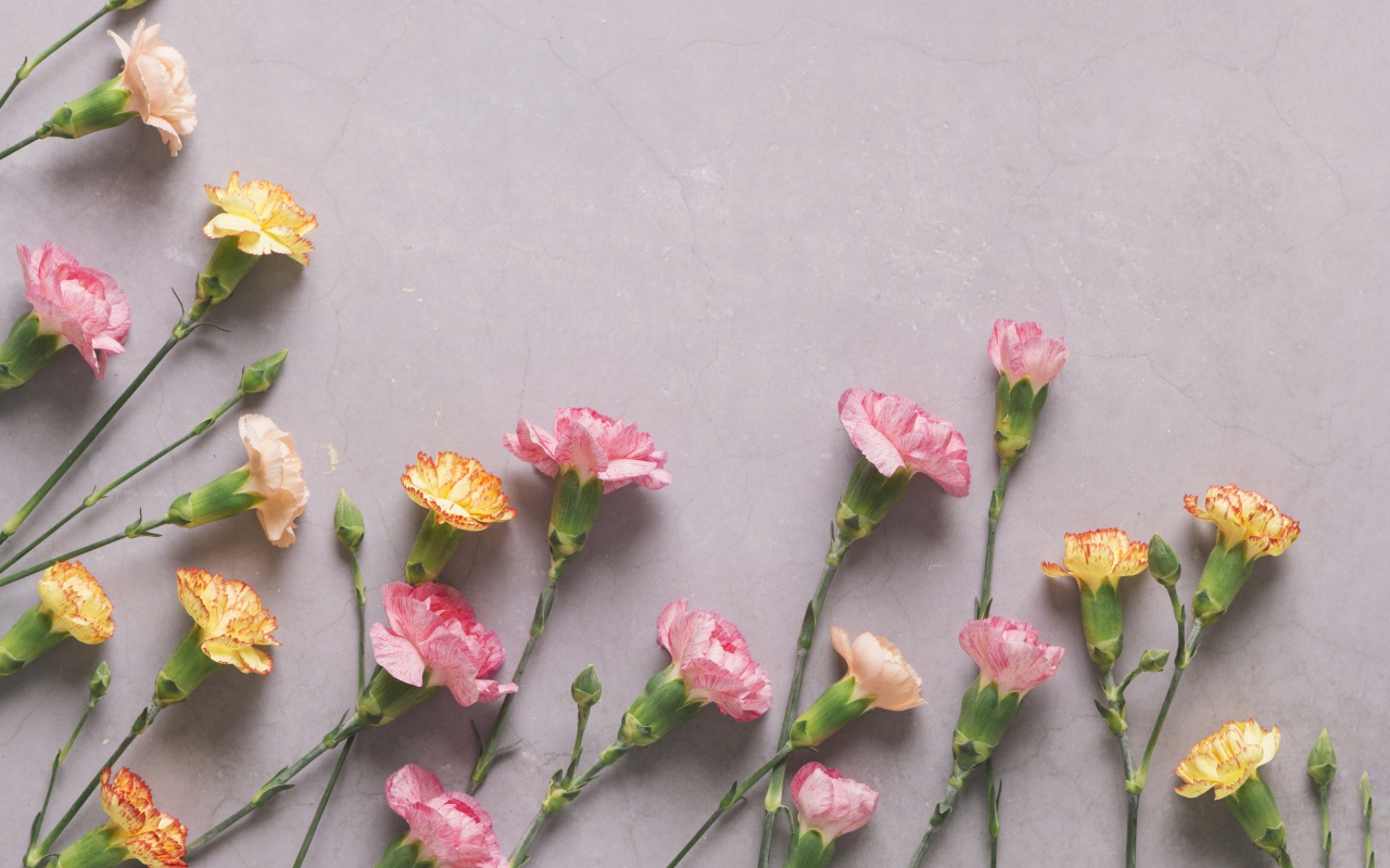 Разноцветные гвоздики на сером фоне