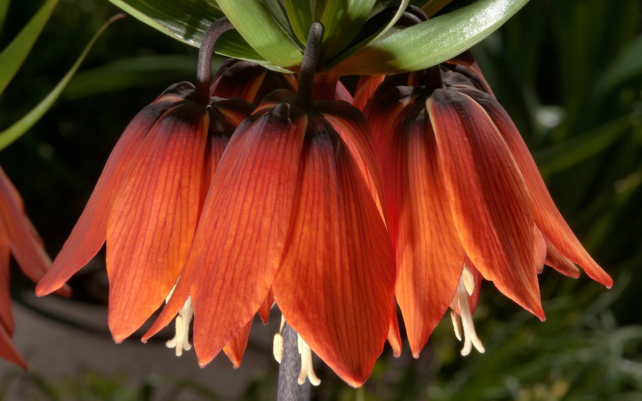 Оранжевые цветы рябчика крупным планом