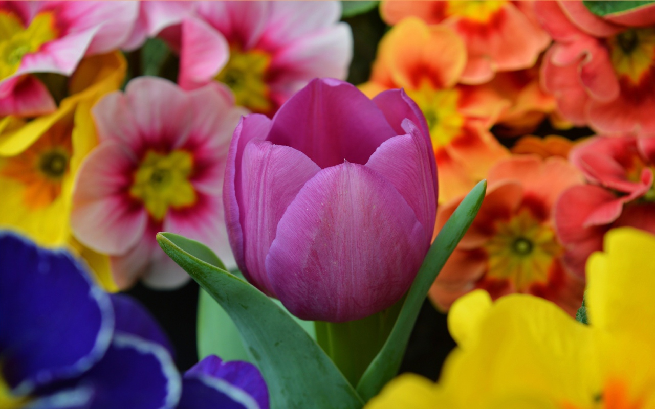 Цветок розового тюльпана среди цветок примулы