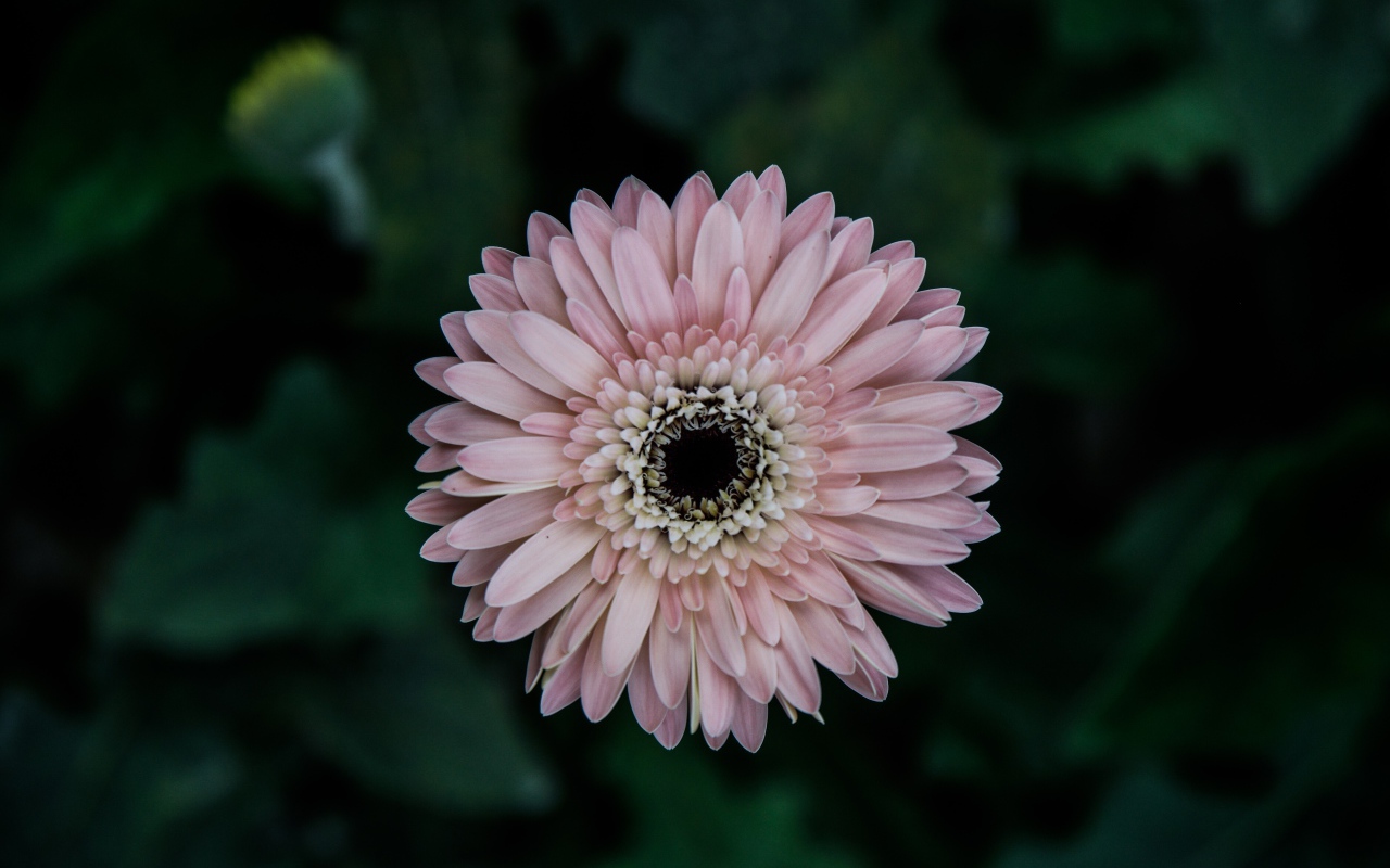 Розовая гербера вид сверху