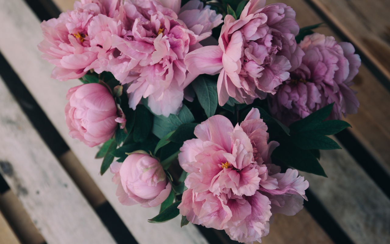 Розовые цветы пиона на деревянной лавке 