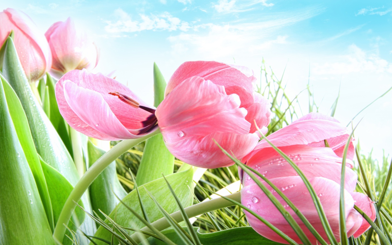 Розовые тюльпаны на фоне голубого неба