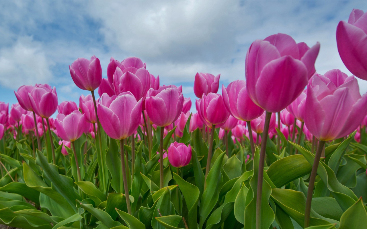 Розовые тюльпаны под красивым небом 