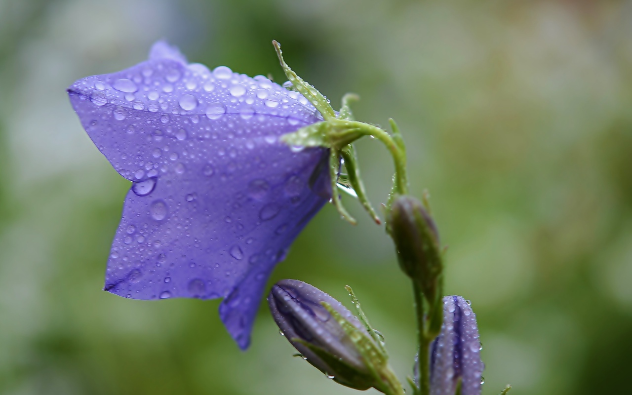 Фиолетовый колокольчик в каплях дождя