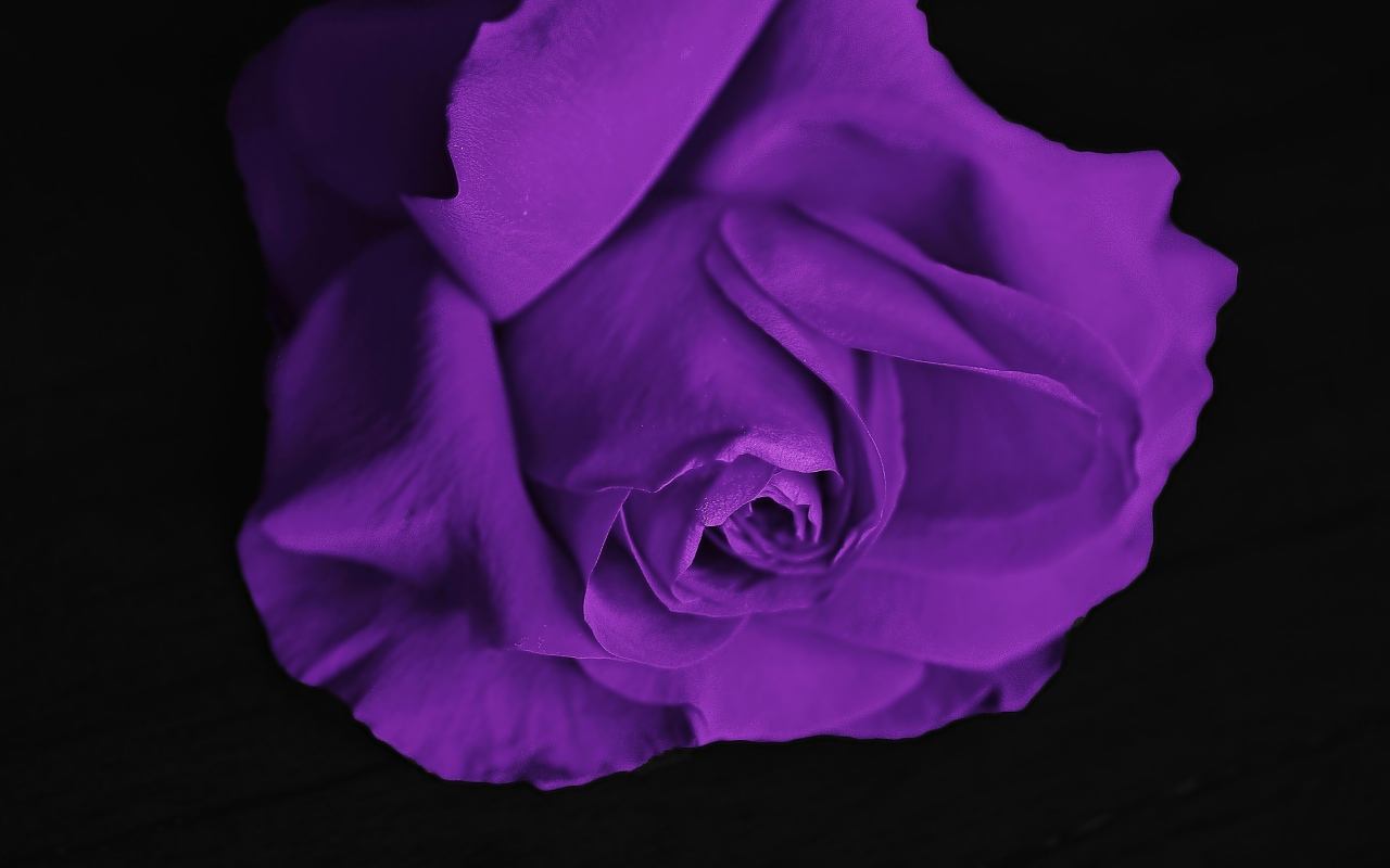 Фиолетовая роза на черном фоне крупным планом