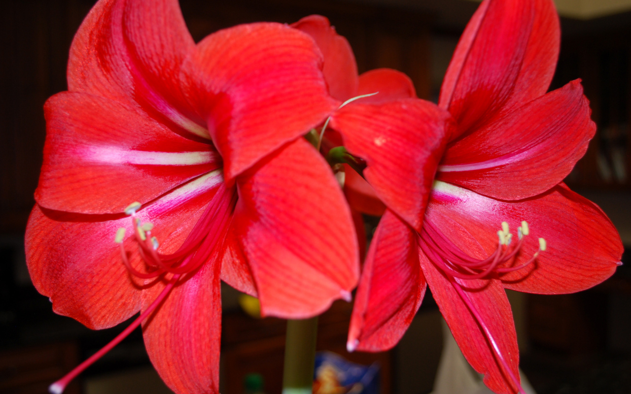 Красные цветы амариллис 