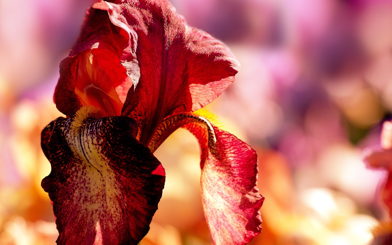 Красный цветок ириса крупным планом