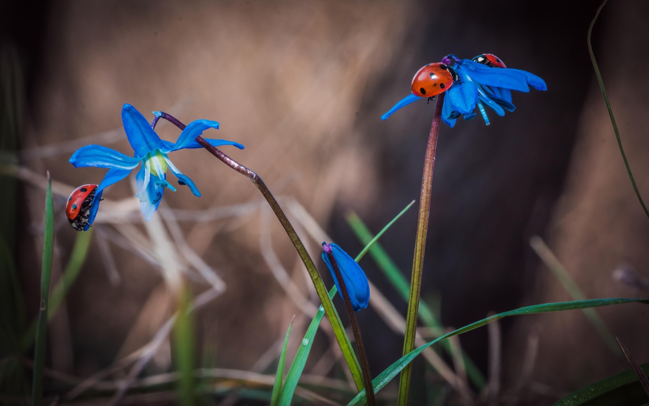 Красные божьи коровки на голубых весенних цветах 