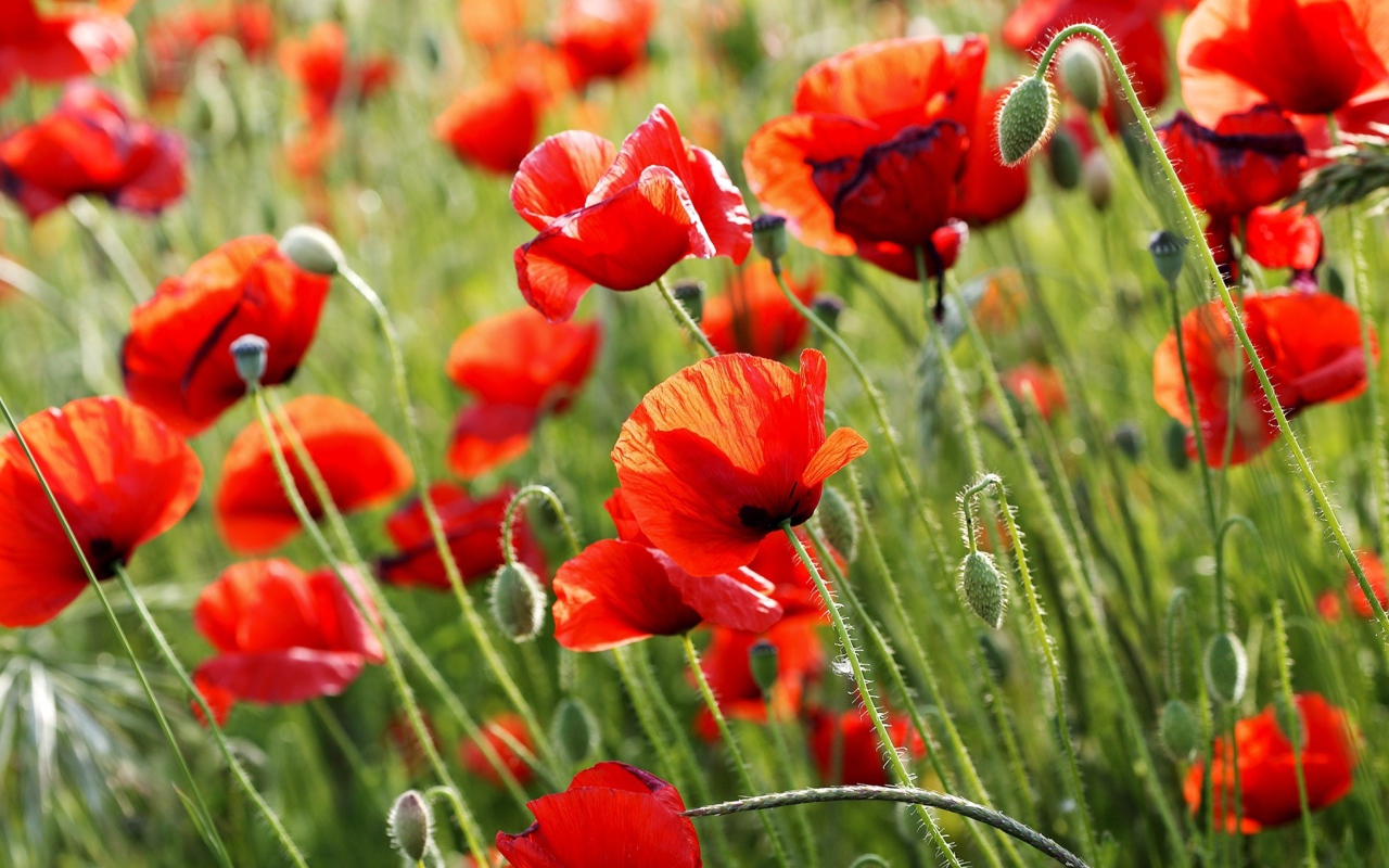 Красные полевые маки летом крупным планом