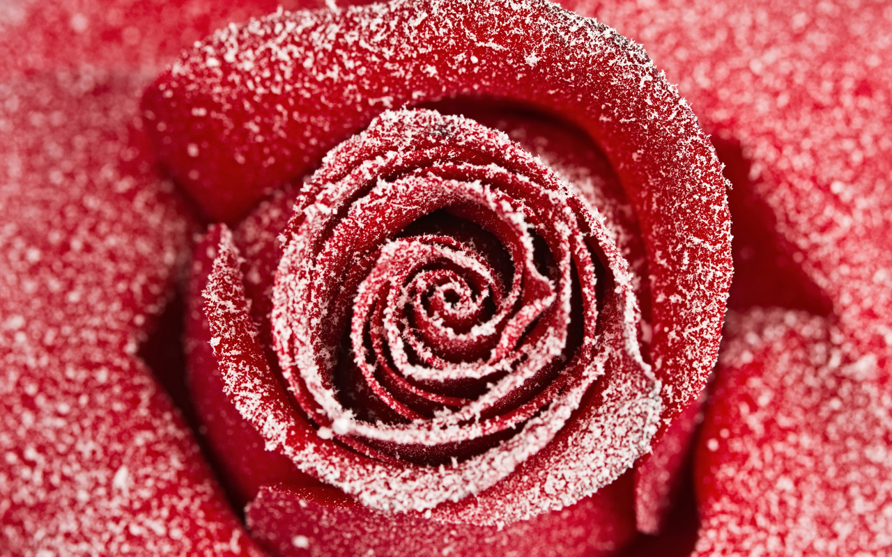 Красная роза покрытая инеем крупным планом 