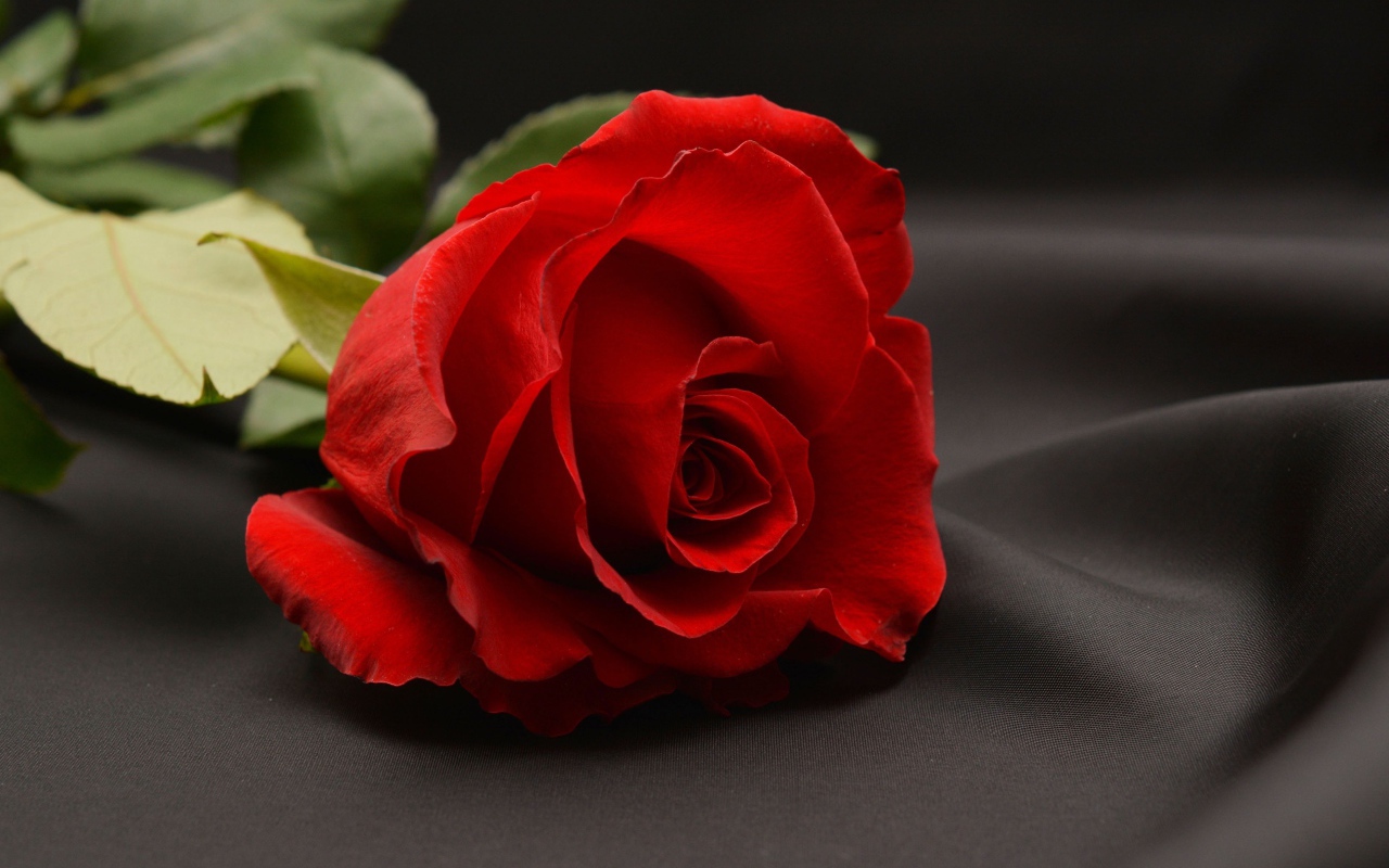 Красная роза на сером фоне