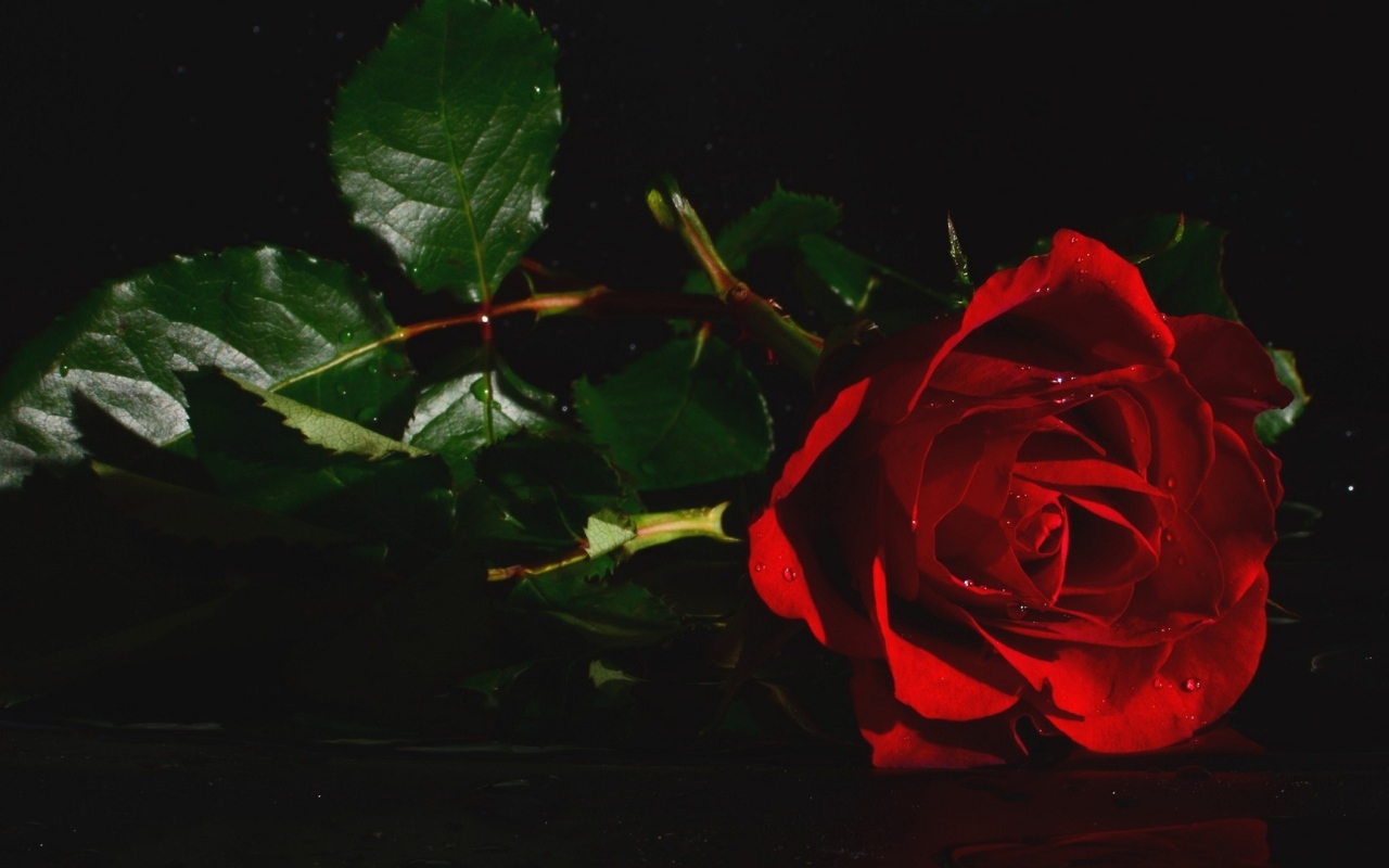 Красная роза с зелеными листьями в воде