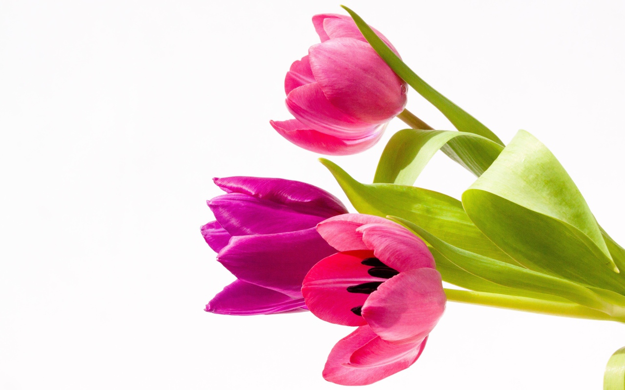 Три нежных розовых тюльпана на белом фоне