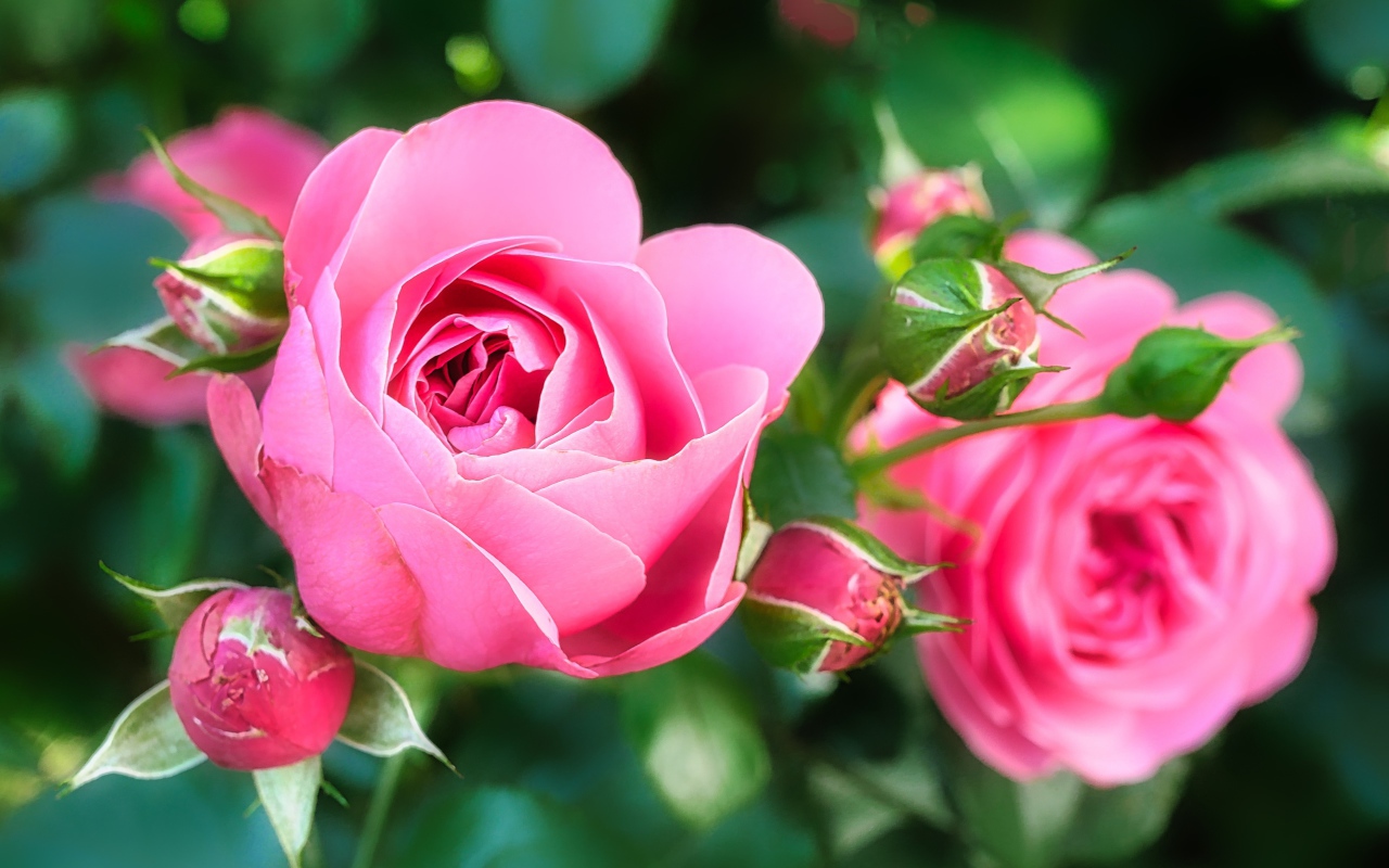 Две красивые розовые розы с бутонами