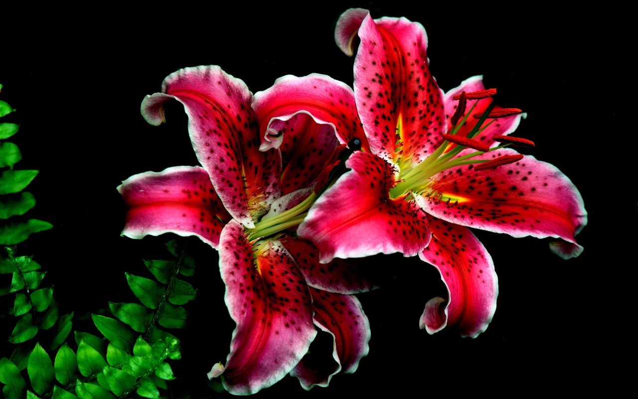 Две красивые тигровые лилии на черном фоне