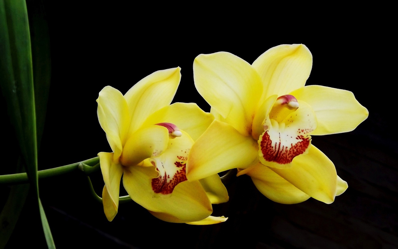 Два красивых желтых цветка орхидеи на черном фоне