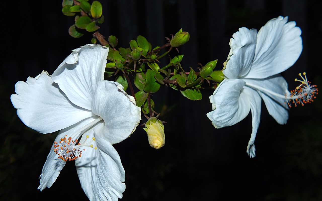 Два больших белых цветка гибискуса с бутонами