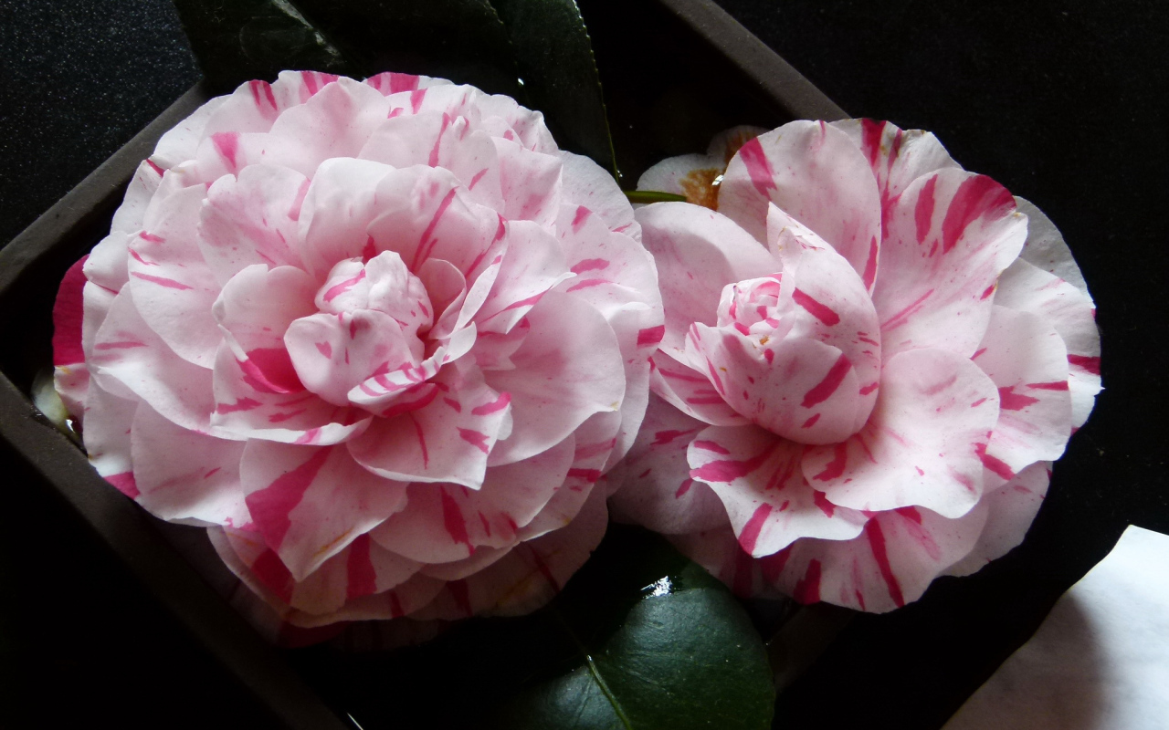 Два розовых цветка камелии крупным планом