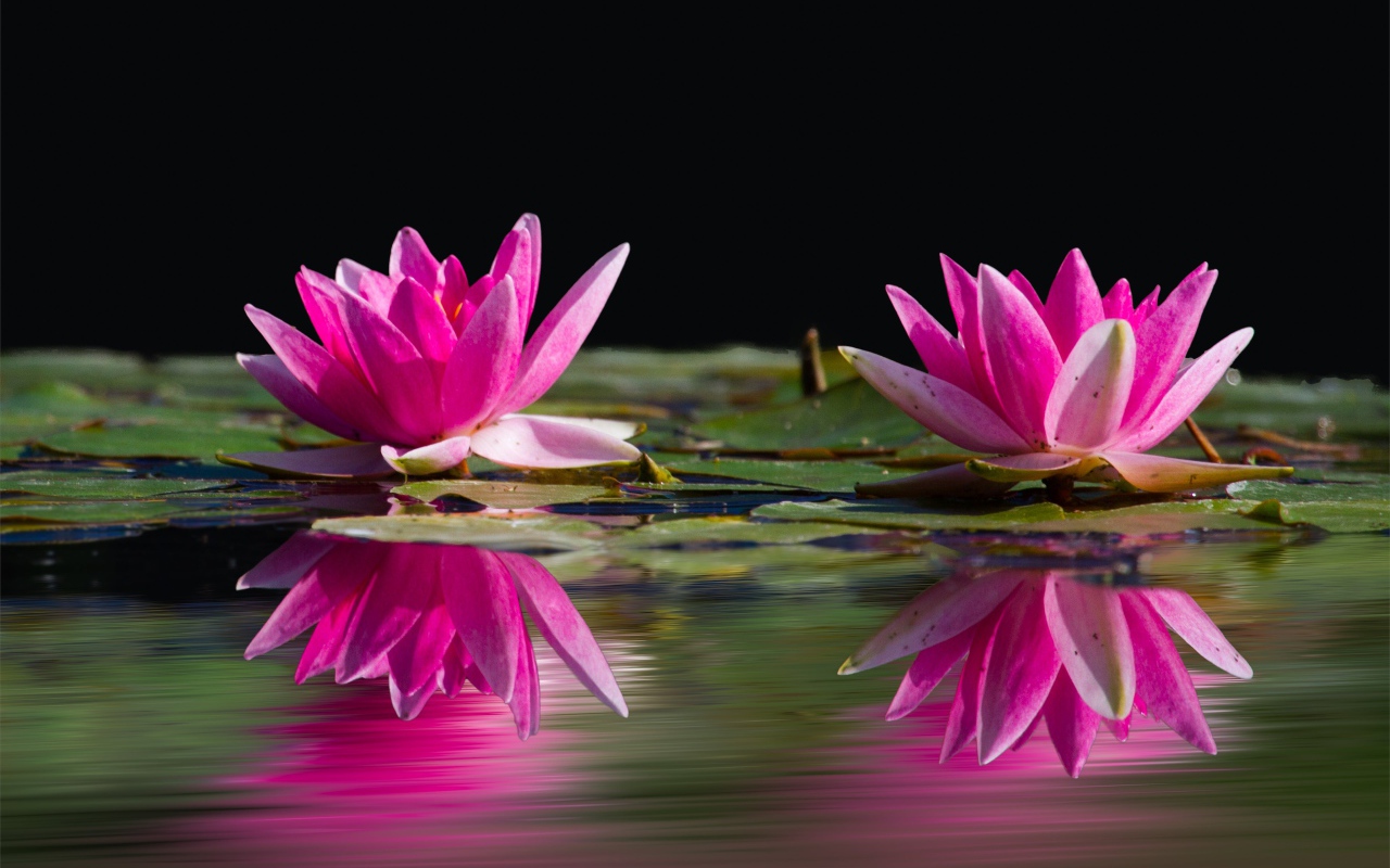 Два розовых цветка лотоса в воде 