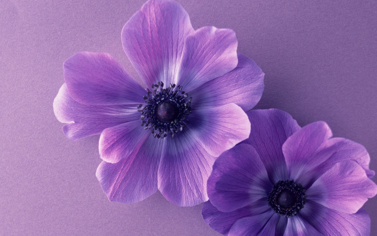 Два сиреневых цветка анемоны
