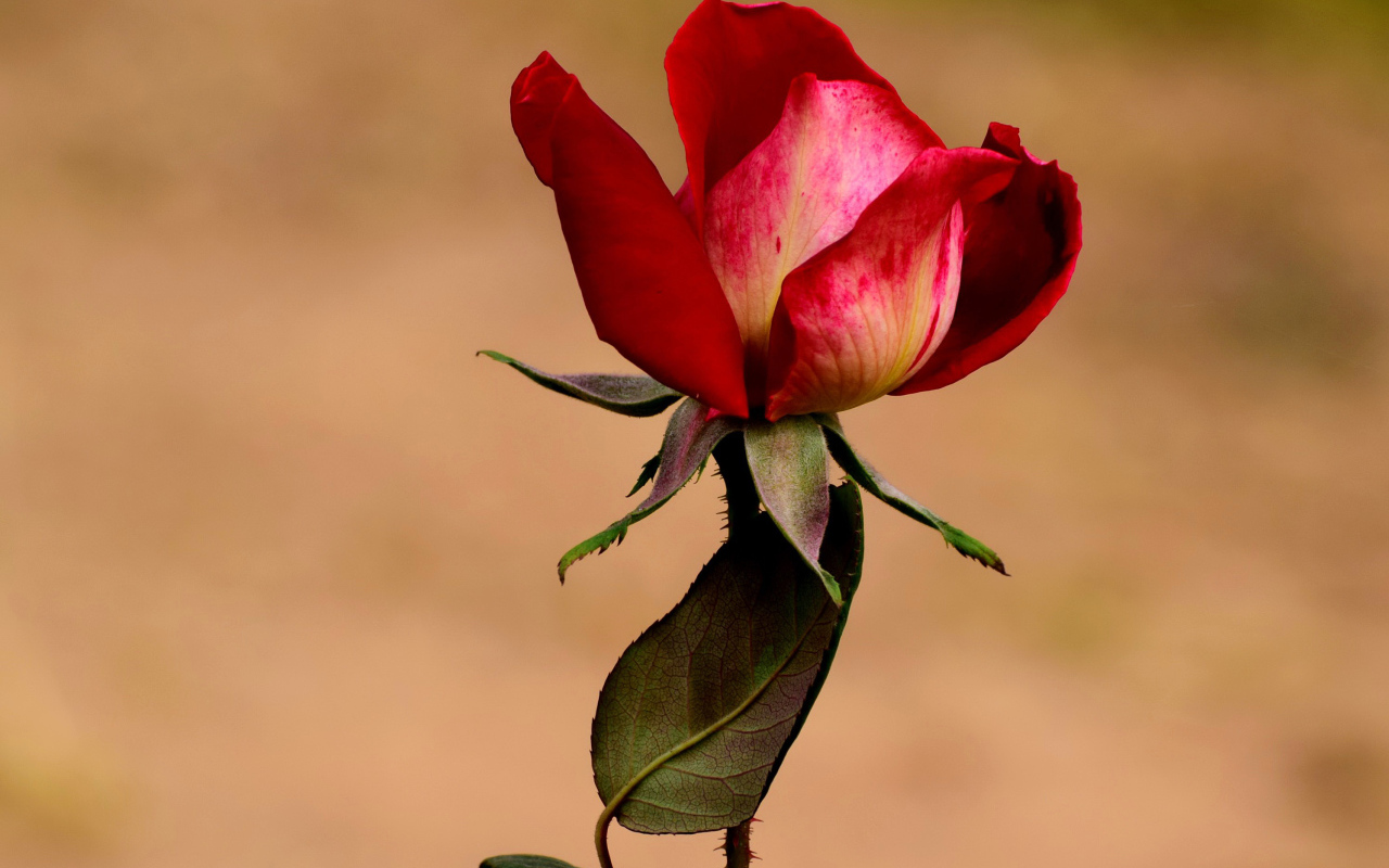 Нераспустившаяся красная роза