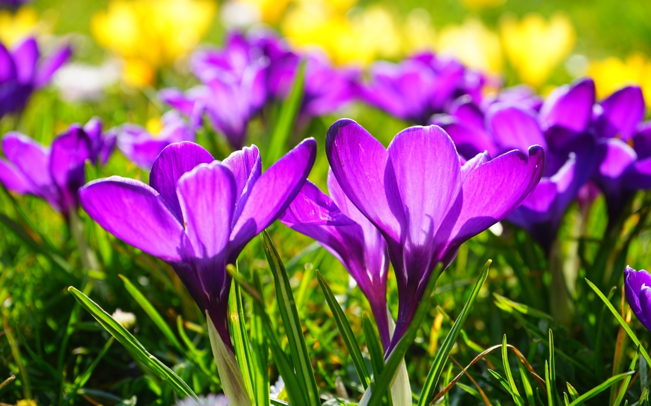 Фиолетовые весенние крокусы в лучах солнца