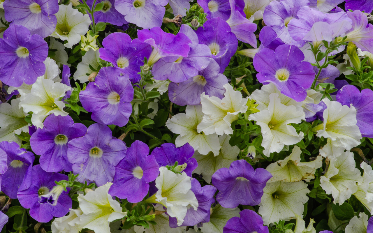 Белые и фиолетовые цветы петунии крупным планом