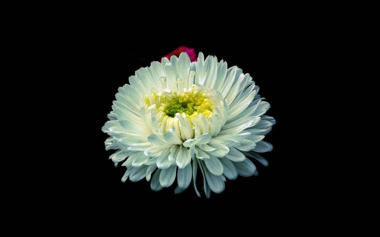 Белый цветок астры на черном фоне