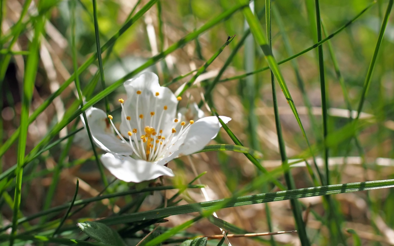 Белый нежный цветок в зеленой траве