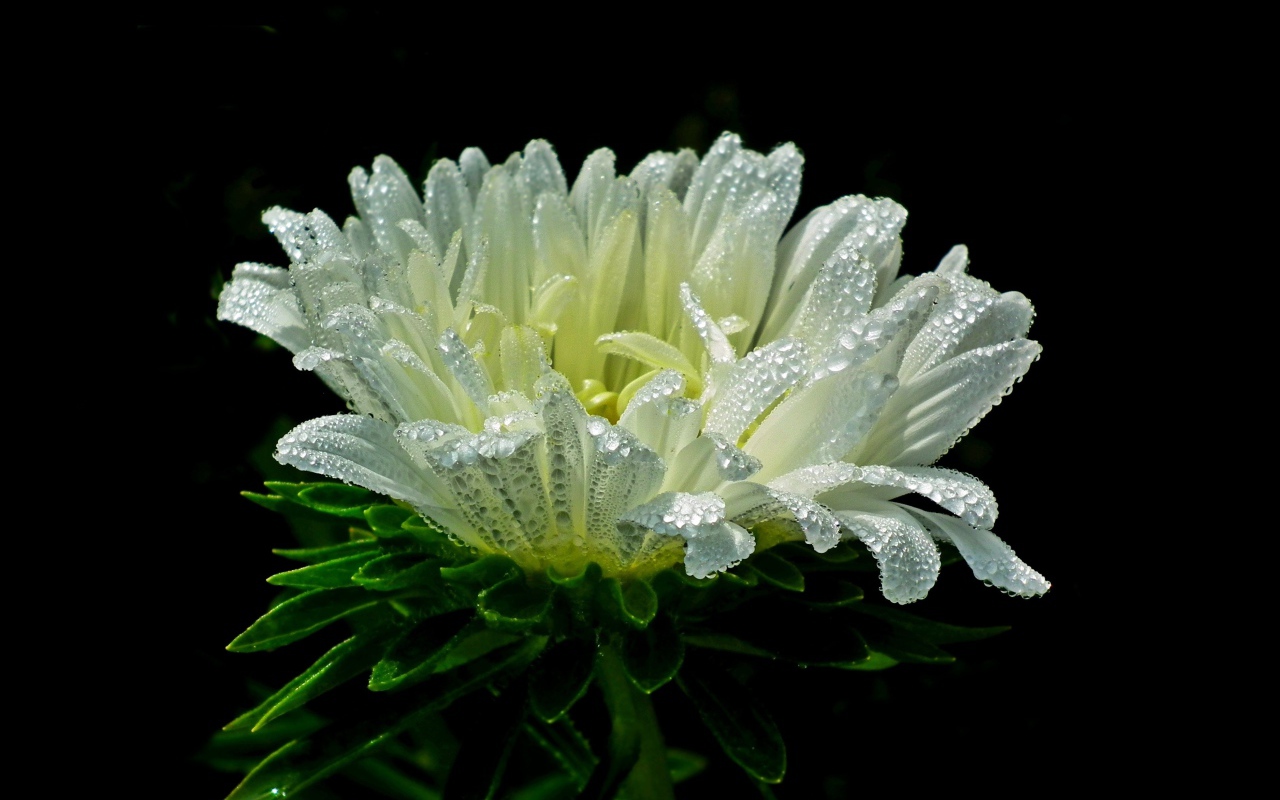 Белый цветок астры в каплях розы на черном фоне