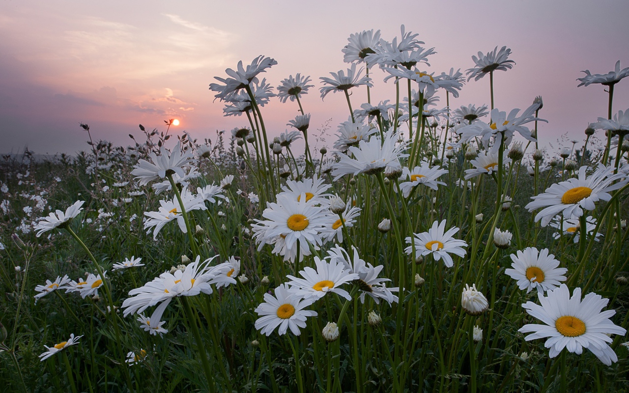 Белые летние ромашки на фоне восходящего солнца