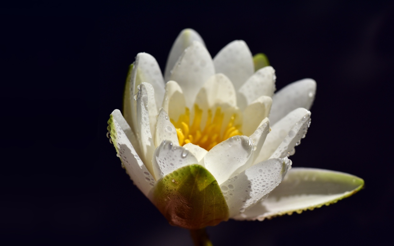 Белая водяная лилия в каплях воды на синем фоне