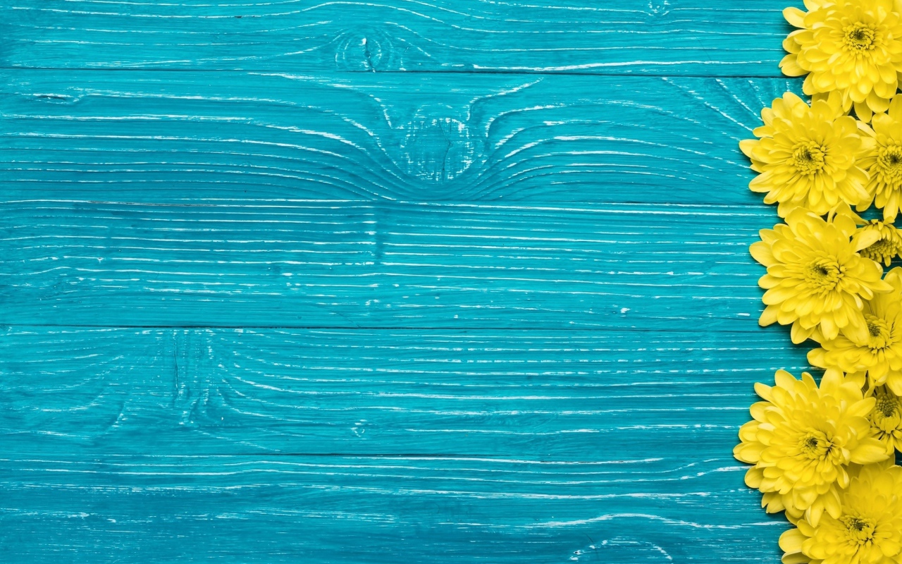 Желтые хризантемы на синем фоне