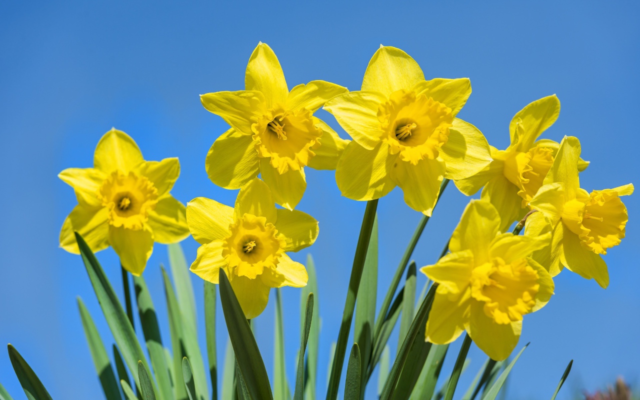Желтые крупные нарциссы на фоне голубого неба 