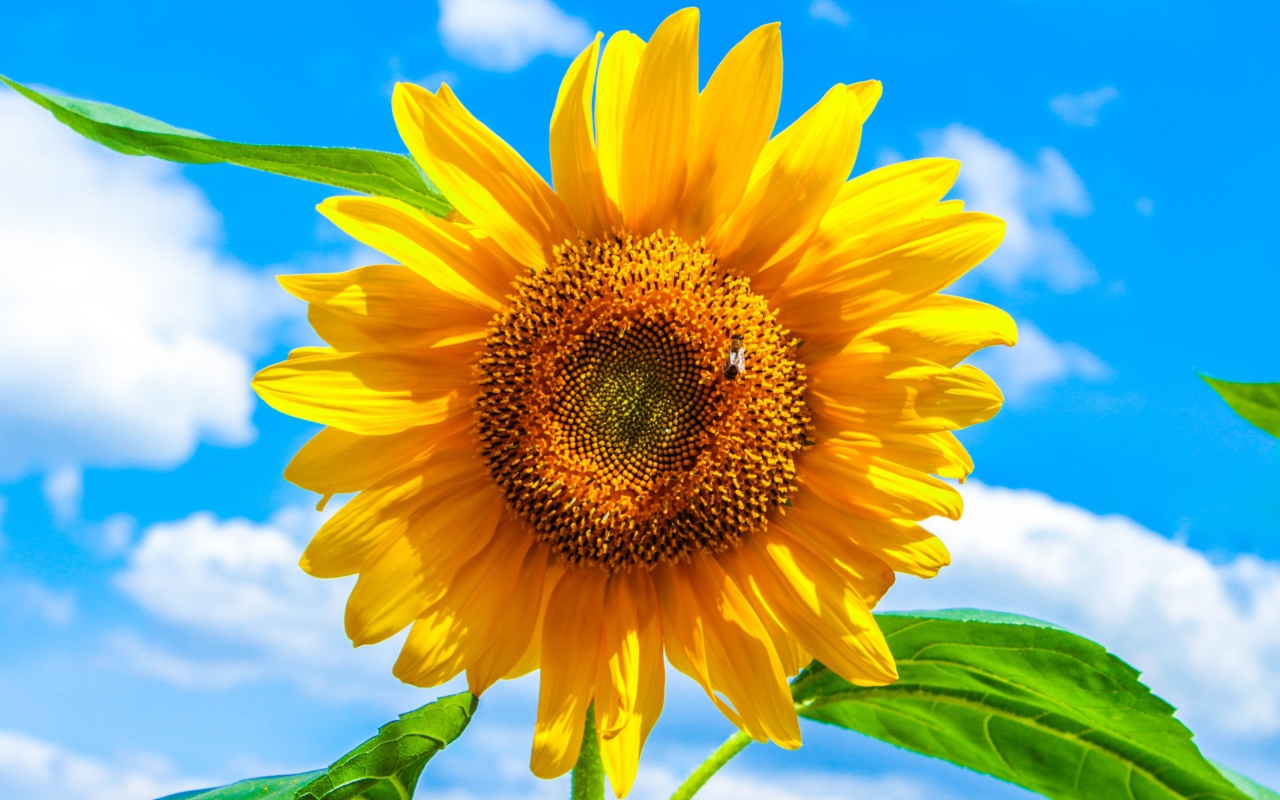 Желтый подсолнух на фоне голубого неба