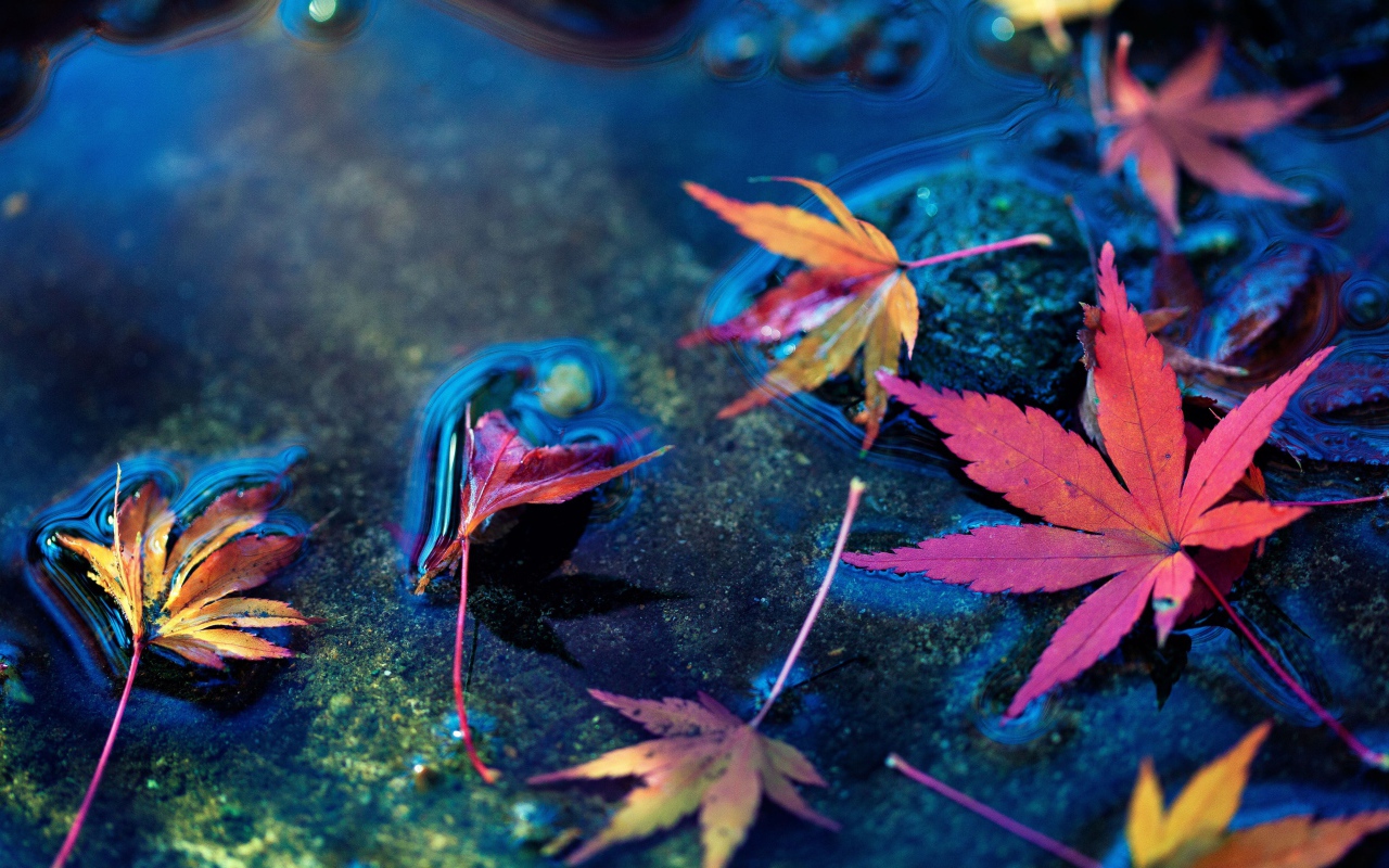Красные осенние листья в холодной луже 