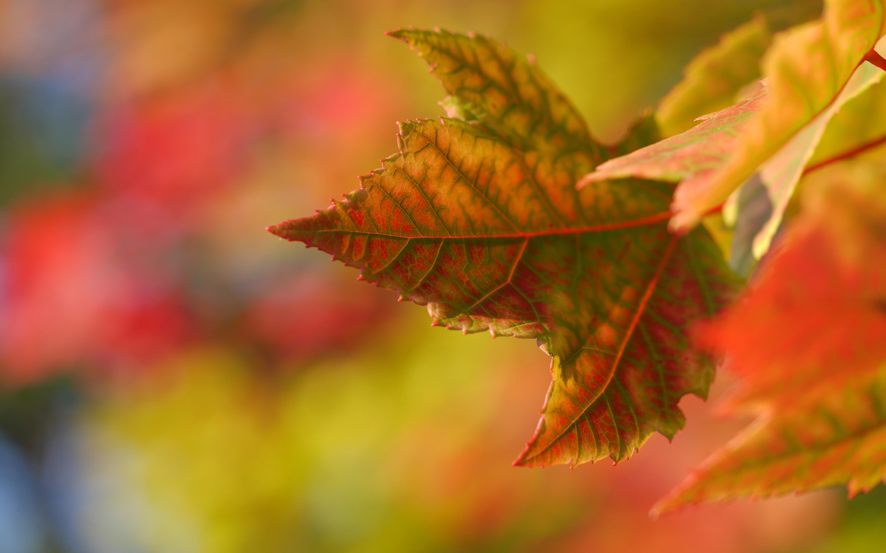 Желтый лист осенью крупным планом