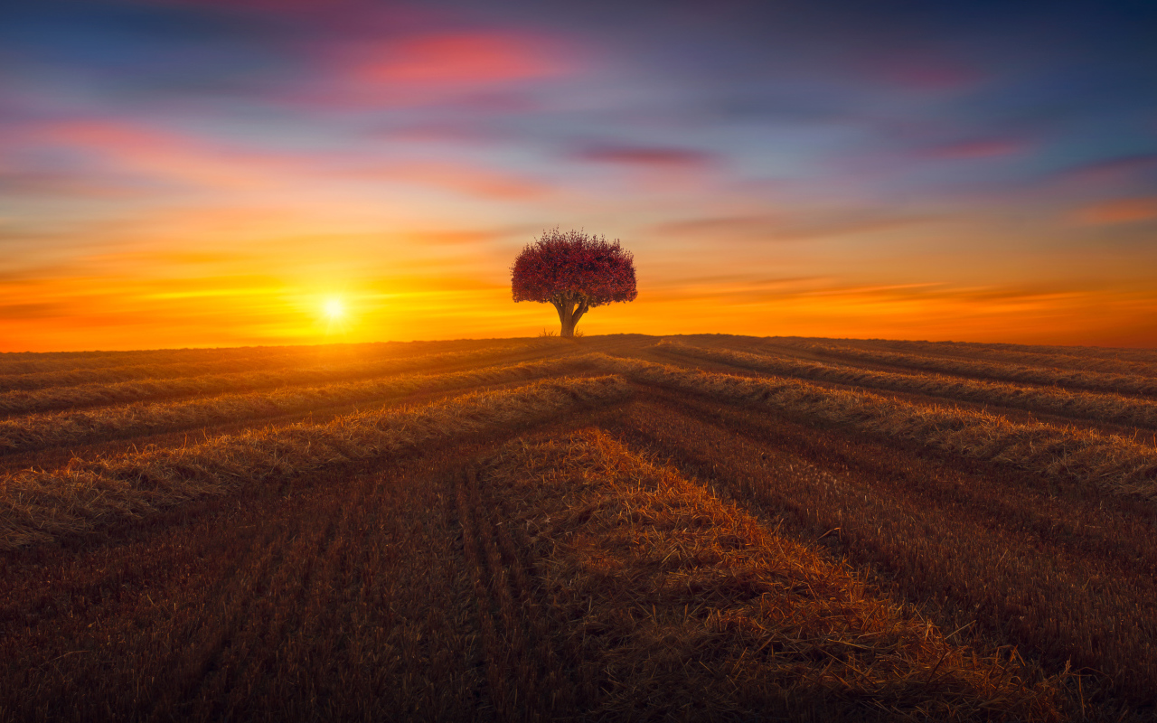 Закат солнца над полем с одиноким деревом осенью