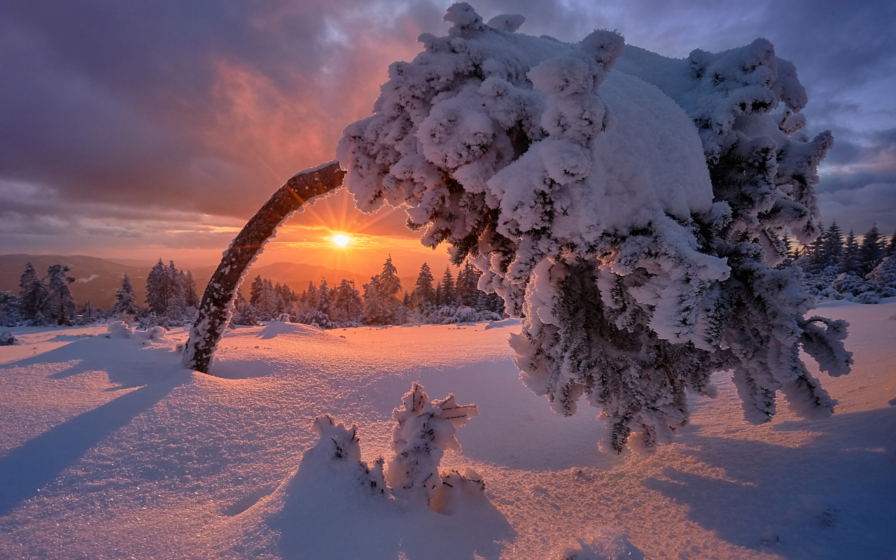Покрытое снегом дерево на рассвете