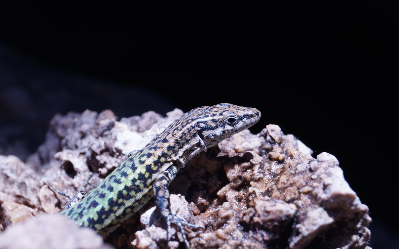 Маленькая ящерица сидит на камне 